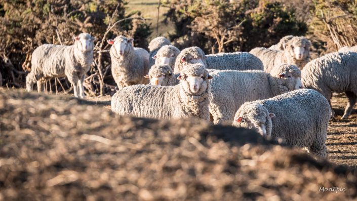 2018_wRT_NZ_Trip (24 of 39)